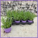 Afbeelding van Lavendel P12 Angustiflia hidcote